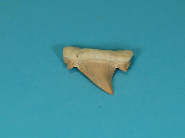 Shark Tooth Fossil: Carcharias sp. 