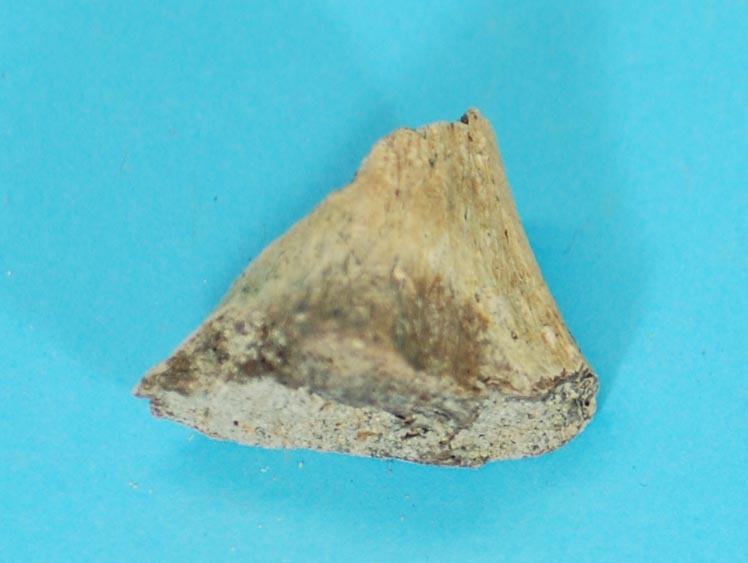 Dinosaur Bone Fossil 