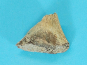 Dinosaur Bone Fossil 