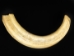 Warthog Tusk: Jumbo: 10-11": Assorted - 1023-JU (Y3JRK)