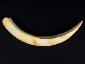 Warthog Tusk: Large: 6-7": Assorted 