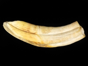 Warthog Tusk: Medium: 4-5": Assorted 
