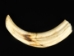 Warthog Tusk: X-Large: 8-9": Assorted - 1023-XL (Y3JRR)