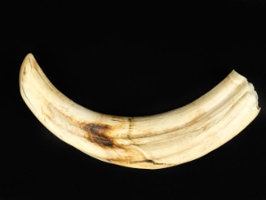 Warthog Tusk: X-Large: 8-9": Assorted 