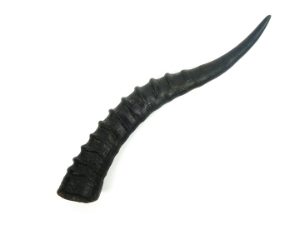 Blesbok Horn: Large 