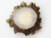 Moose Antler Crown: Medium (~3" to 4") - 1042-MD (Y1MC13)
