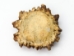 Moose Antler Crown: Medium (~3" to 4") - 1042-MD (Y1MC13)