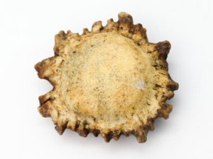 Moose Antler Crown: Medium (~3" to 4") 
