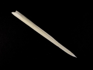 Stingray Barb 