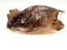 Taxidermy Stingray: Large - 1050-10-LG (Y1J)(Y1L)
