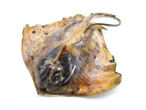 Taxidermy Stingray: Small 