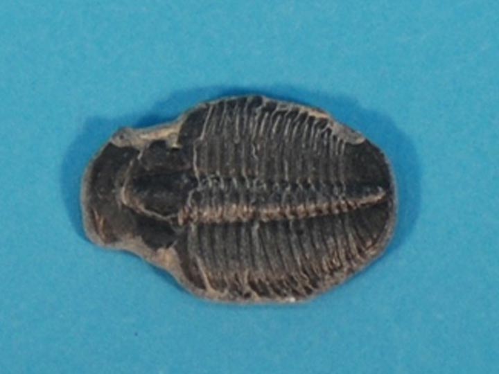 Fossil Trilobite 
