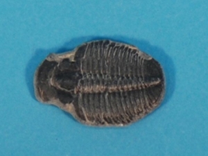Fossil Trilobite 