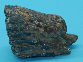Mammoth Tooth: Small 