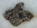 Boxed Meteorite: 1-Pack - 1063-10 (G2)