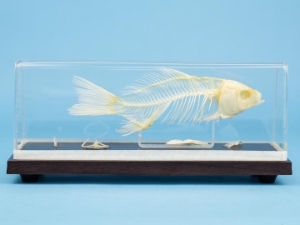Fish Skeleton Mount 
