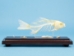 Fish Skeleton Mount - 1072-51001 (Y2PRG)