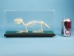 Rabbit Skeleton Mount - 1072-51004 (Y2PRG)