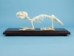 Rabbit Skeleton Mount - 1072-51004 (Y2PRG)
