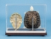 Turtle Skeleton Mount: Natural Shell - 1072-51005-N (Y2PRC)