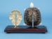 Turtle Skeleton Mount: Natural Shell - 1072-51005-N (Y2PRC)