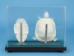 Turtle Skeleton Mount - 1072-51005 (Y2PRC)