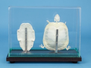 Turtle Skeleton Mount 
