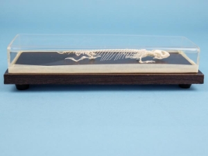 Lizard Skeleton Mount 