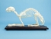 Cat Skeleton Mount - 1072-51009 (Y2P)