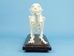 Cat Skeleton Mount - 1072-51009 (Y2P)