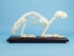 Cat Skeleton Mount - 1072-51009 (Y2P)