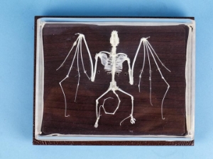 Bat Skeleton Mount 