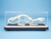 Rat Skeleton Mount - 1072-51012 (Y2PRG)