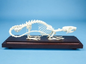 Rat Skeleton Mount 