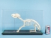 Dog Skeleton Mount - 1072-51014 (Y1L)