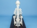 Dog Skeleton Mount - 1072-51014 (Y1L)