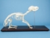 Dog Skeleton Mount - 1072-51014 (Y1L)