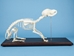 Dog Skeleton Mount - 1072-51014 (Y1L)