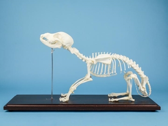 Dog Skeleton Mount 