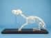 Dog Skeleton Mount - 1072-51014 (Y1L)