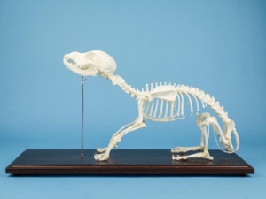Dog Skeleton Mount 
