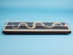 Non-Poisonous Snake Skeleton Mount 