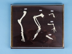 Front Limb Comparison Mount 