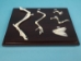 Hind Limb Comparison Mount - 1072-51022 (Y2PRK)