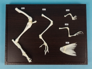 Hind Limb Comparison Mount 
