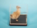 Duckling Mount - 1073-54015 (Y2PRJ)