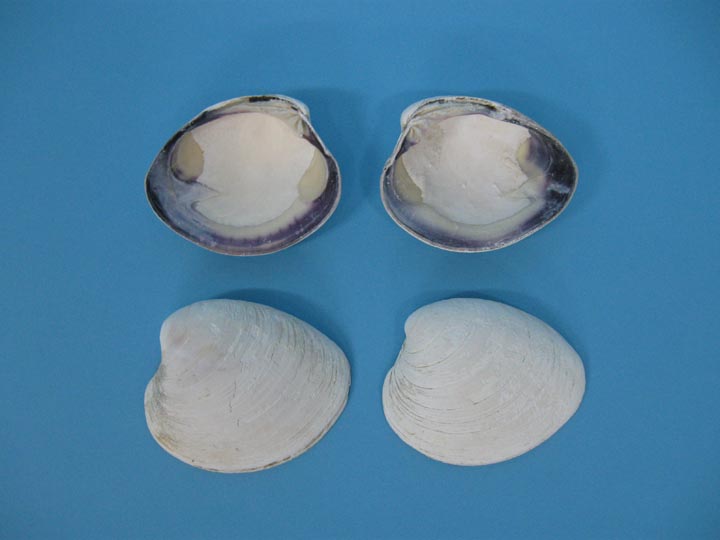 Quahog Shells: Assorted 