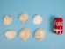 Broken Quahog Shells: Slightly Chipped (lb) - 1080-B1 (Y3LRO)