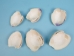 Broken Quahog Shells: Slightly Chipped (lb) - 1080-B1 (Y3LRO)