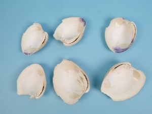 Broken Quahog Shells: Slightly Chipped (lb) 